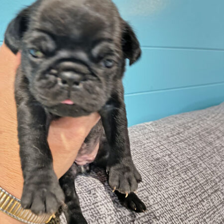 Home Chug Female 3 ~ Sold