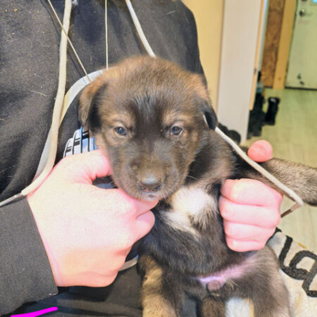 Malador Female 1 ~ Pending